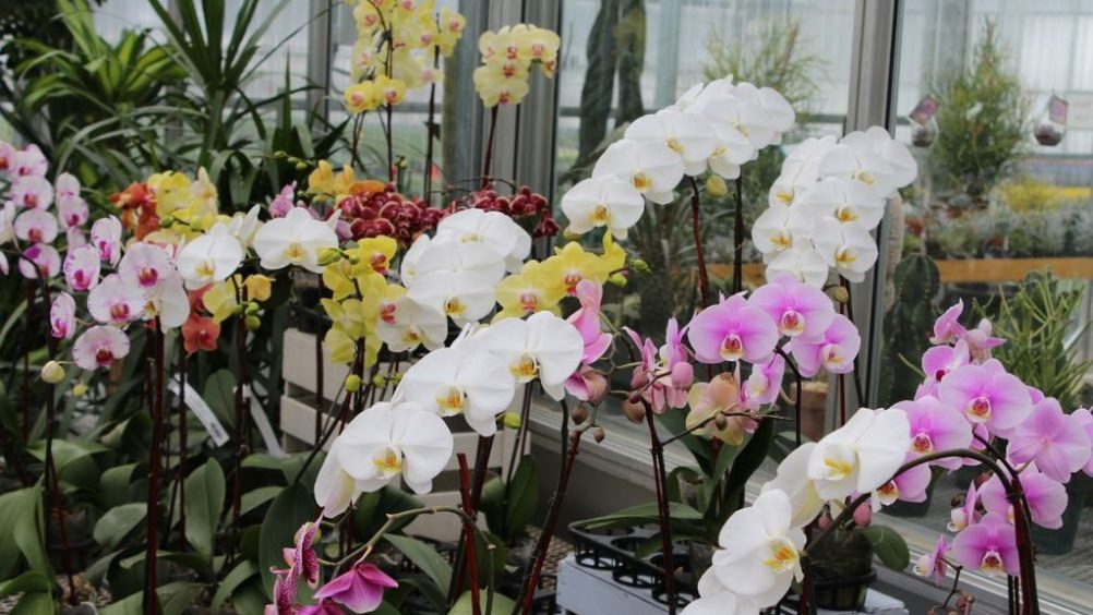 Mais de 30 mil orquídeas. Foto: Divulgação