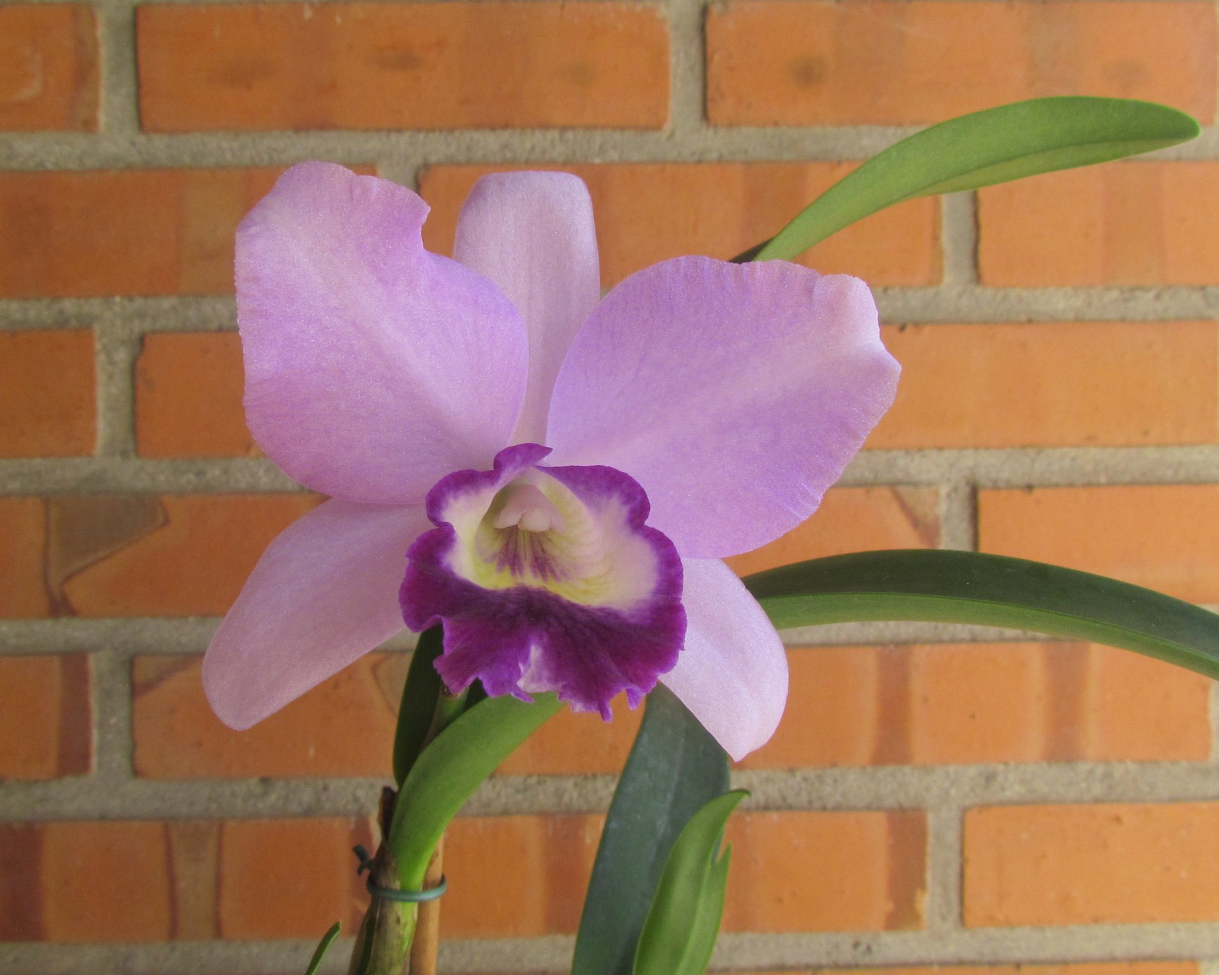 Cada flor mais linda do que a outra. Foto: APO