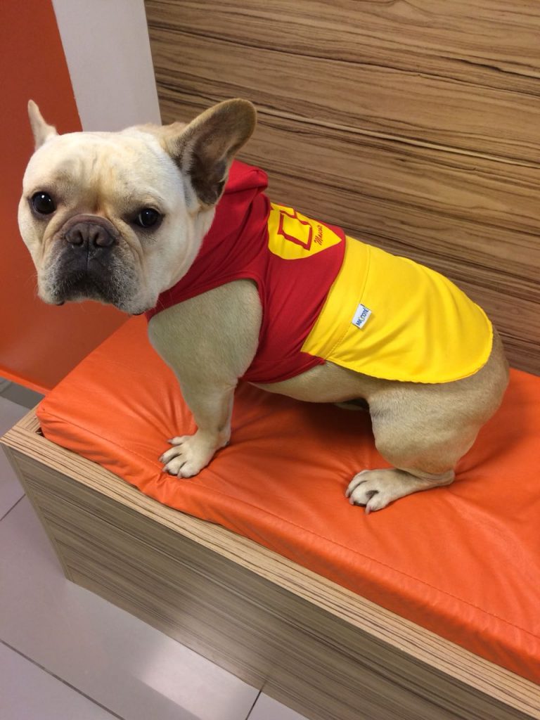 O mascote da Petland Pão de Queijo mostra uma das fantasias de carnaval.