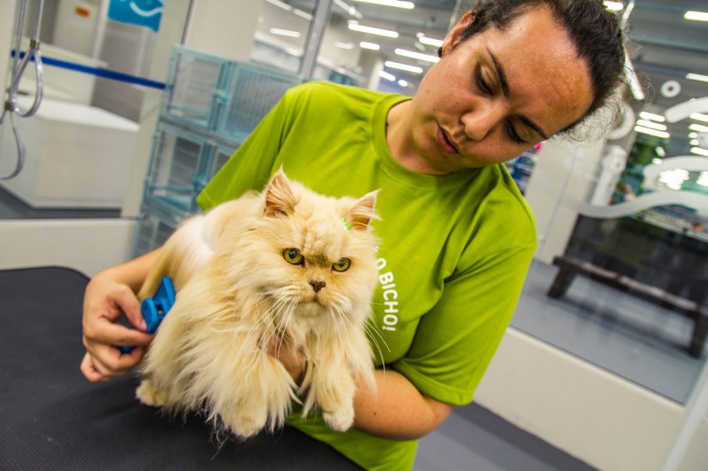 Que tal você mesmo dar um banho no seu gato sem fazer bagunça em casa? 