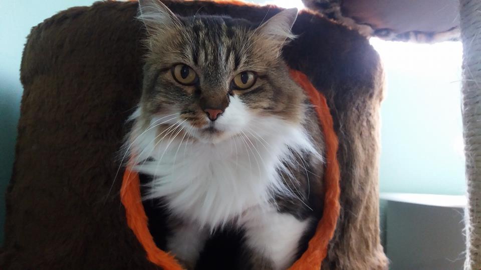 Atendimento exclusivo para gatos.