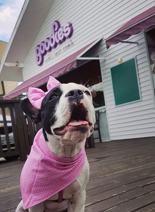 Goodies Barkery do Ahu Foto: @charlotthe.frenchie