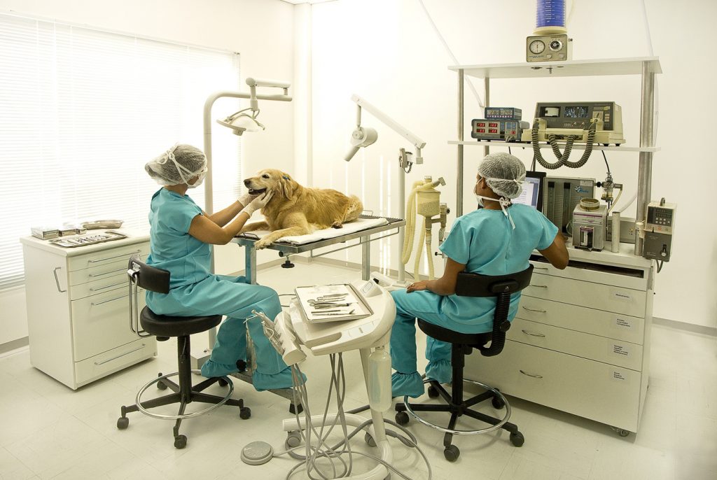 Tratamento especializado para a saúde bucal dos cães. Foto: Odontocão.