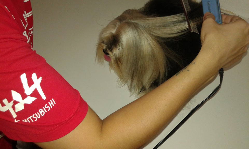 Tratamento completo para uma pelagem cada vez mais bonita. Foto: Facebook do Pet.