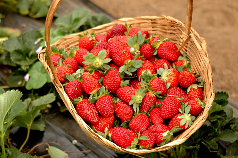 Cesta de morangos. Foto Divulgação