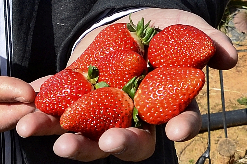Morango docinho o ano todo! Foto: Prefeitura de São José dos Pinhais