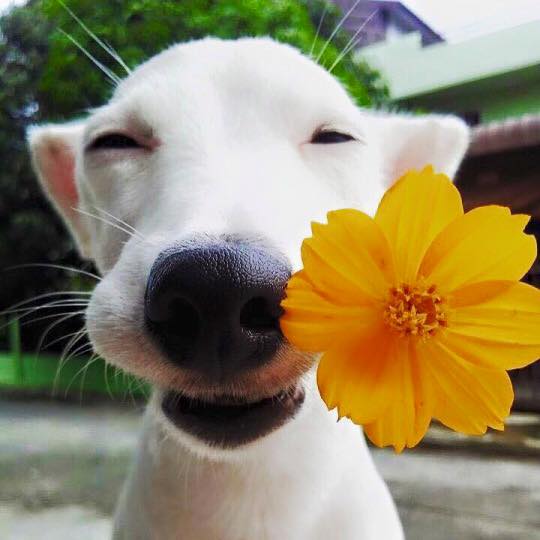 Pelos branquinhos e cachorros felizes. Na Pet Love é possível. Foto: Facebook,.
