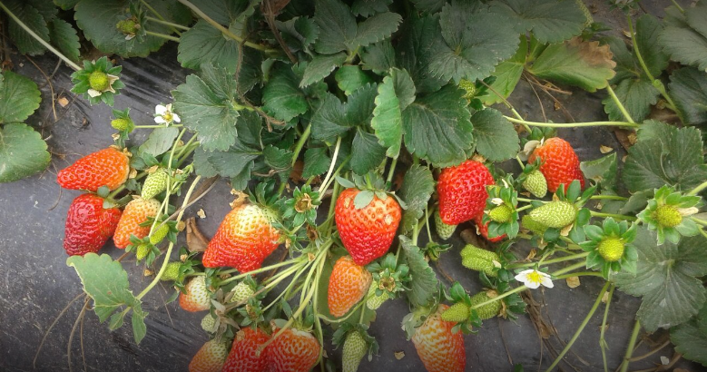 Delícia em forma de fruta! Foto: Google