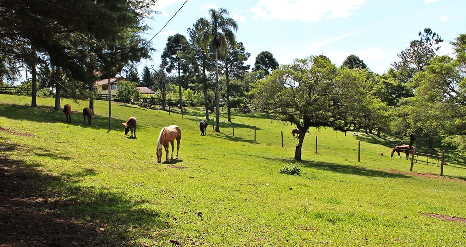 Duvido você não se render aos encantos dos cavalos. Foto: Facebook Rancho Lousiana