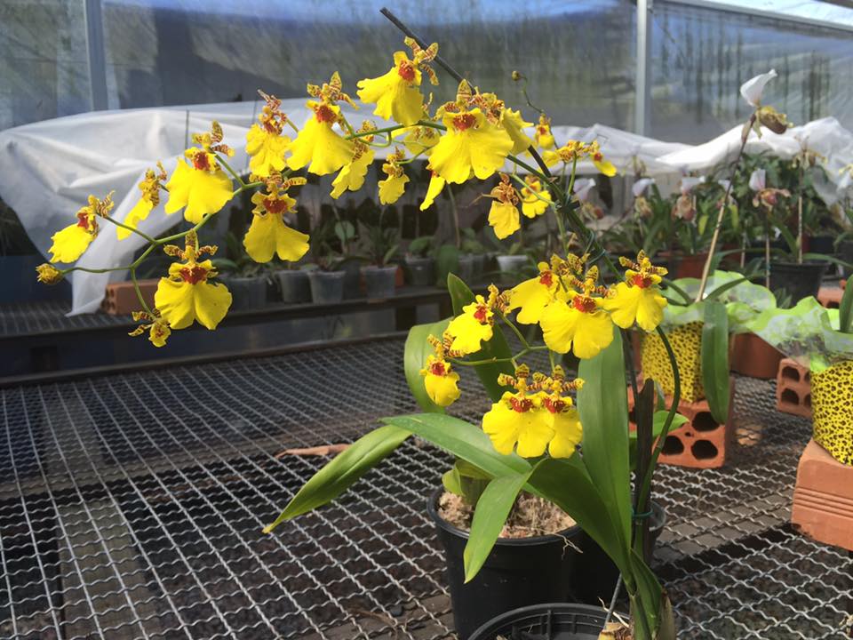 Flor nunca é demais! Ainda mais em se falando de orquídea! Foto: Facebook