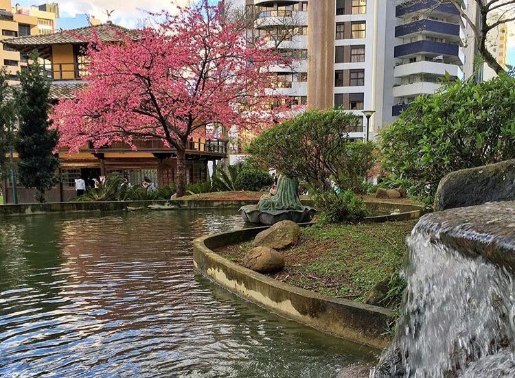 Sakuras: as cerejeiras que embelezam o inverno. Foto: Lud Araújo