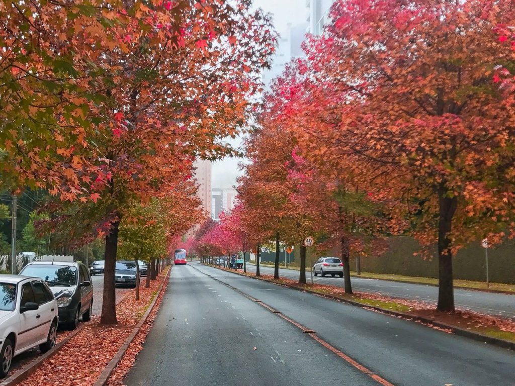 Folhas e flores e cores! Foto: Lud Araújo