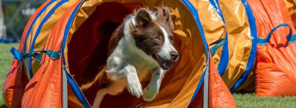 Que cachorro não se diverte assim? Foto: Site UniversiCão