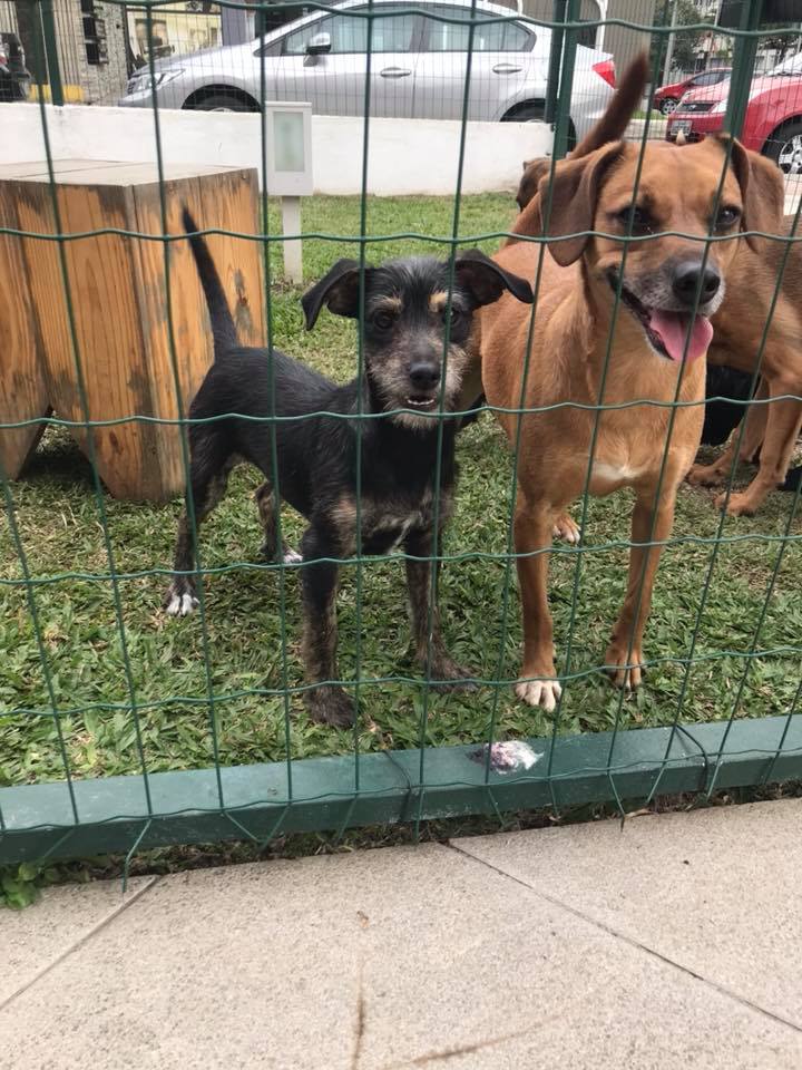 Muito espaço pra diversão. Foto: EsalPet