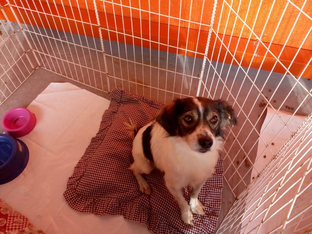 Tem como aguentar essa carinha? Foto: Hiperzoo