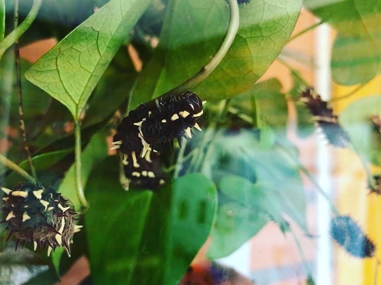 Larvas do Borboletário Serelepe. Foto Divulgação