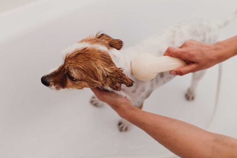 Comece pelo corpo do cachorro. Foto Ilustrativa