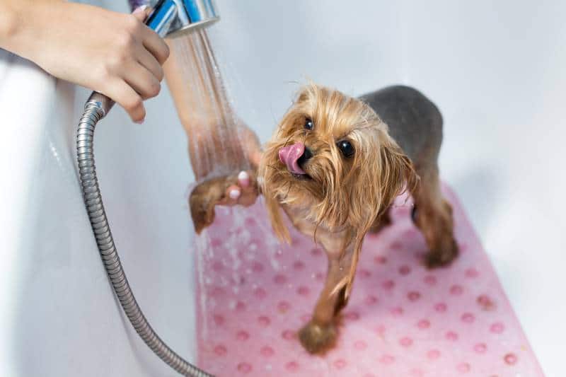 Banho em cachorro em casa na banheira 