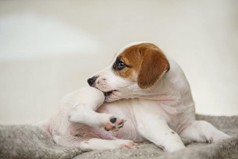 O Cachorro Est Se Co ando Muito Pode Ser Alergia MCities Curitiba